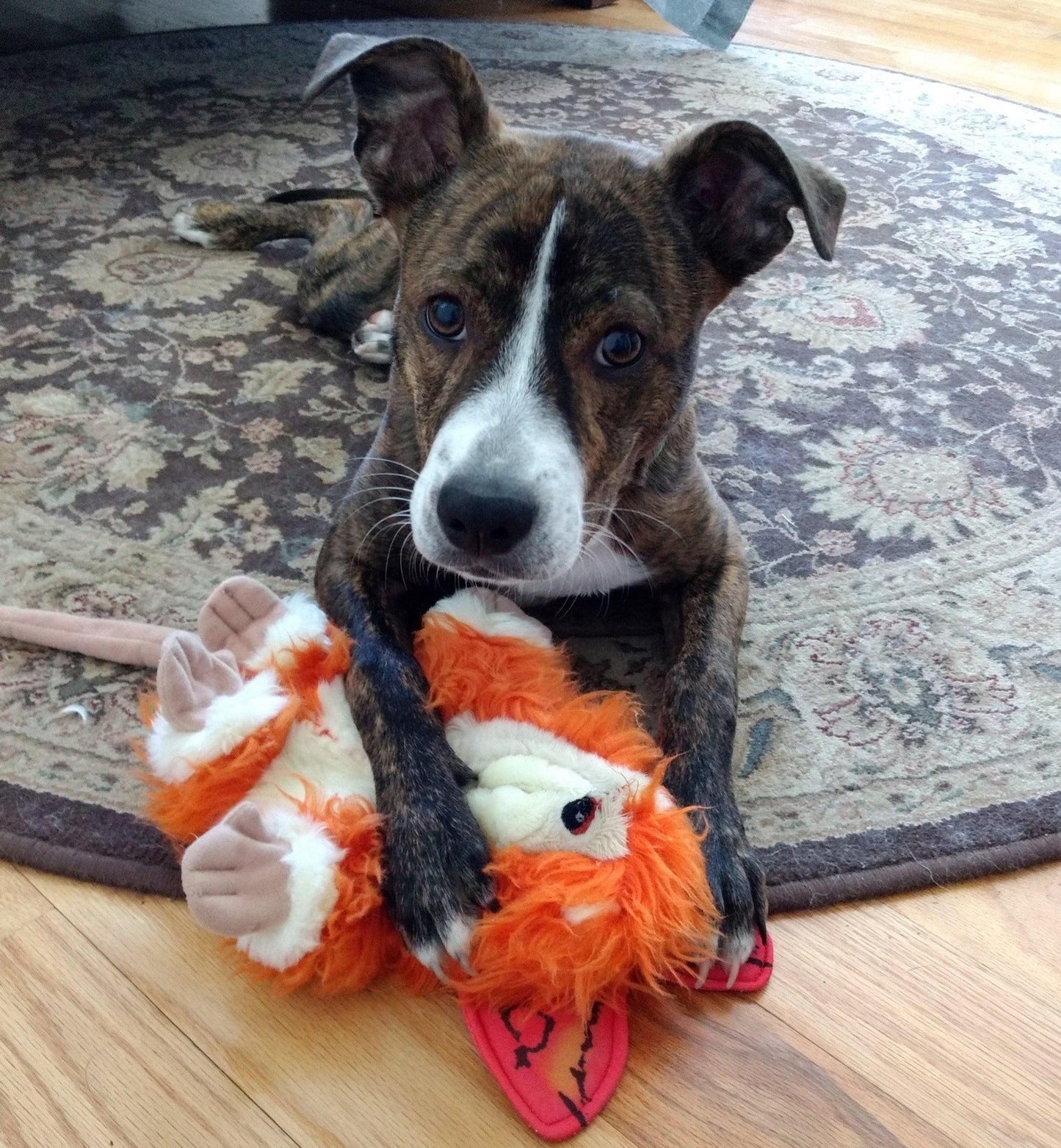 Flat 'n Tuff No Stuffing, No Squeaker Dog Toys: All Sizes